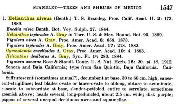 Dalla California: Helianthus niveus  (Asteraceae)